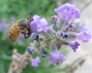 bee and lavender