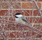 chickadee