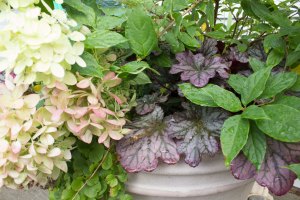 This container was planted with woody plants and perennials